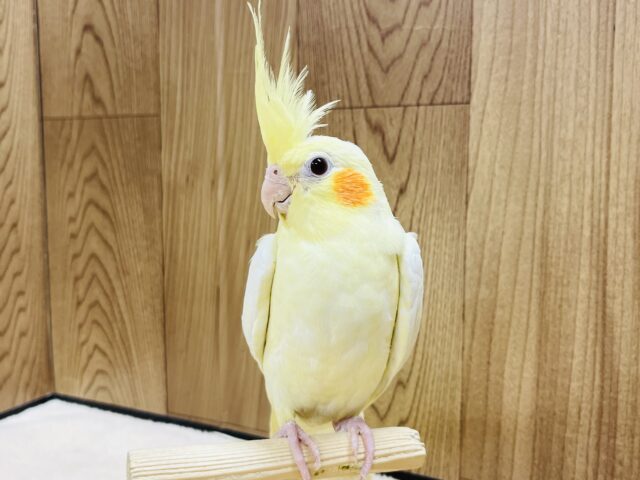 オカメインコ