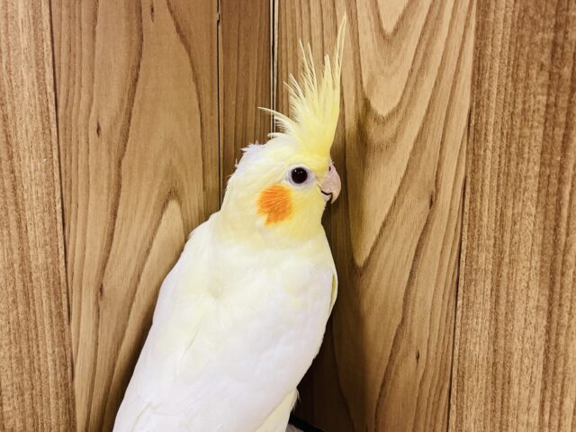 オカメインコ