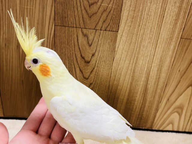 オカメインコ