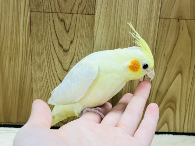 オカメインコ