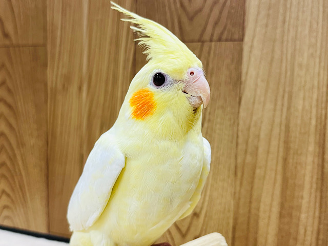 アイドル級の可愛さっ♡オカメインコ(ルチノー)