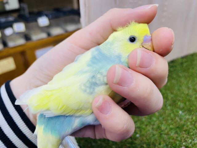 セキセイインコ