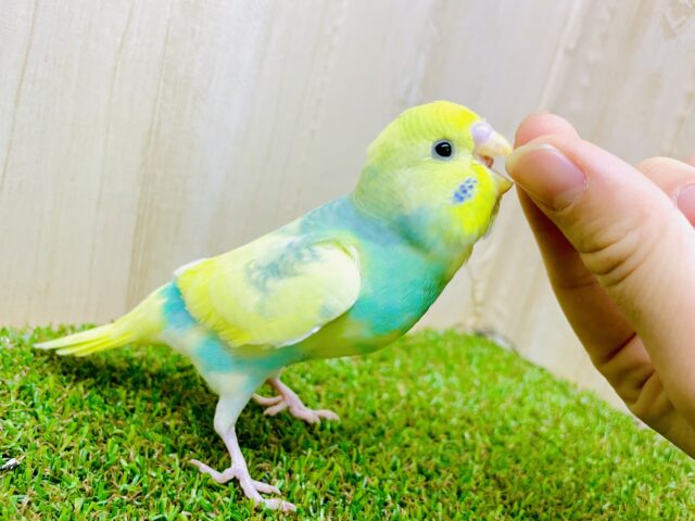 最新画像になりますよ🌟つんつんつんつん。追いかけたい💨　セキセイインコ　パステルレインボーパイド