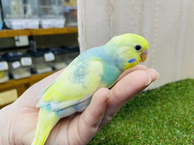 セキセイインコ