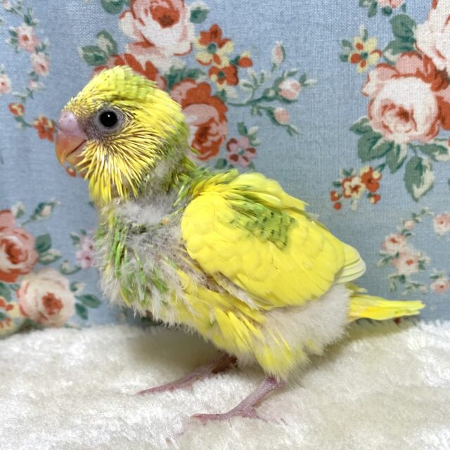 セキセイインコ