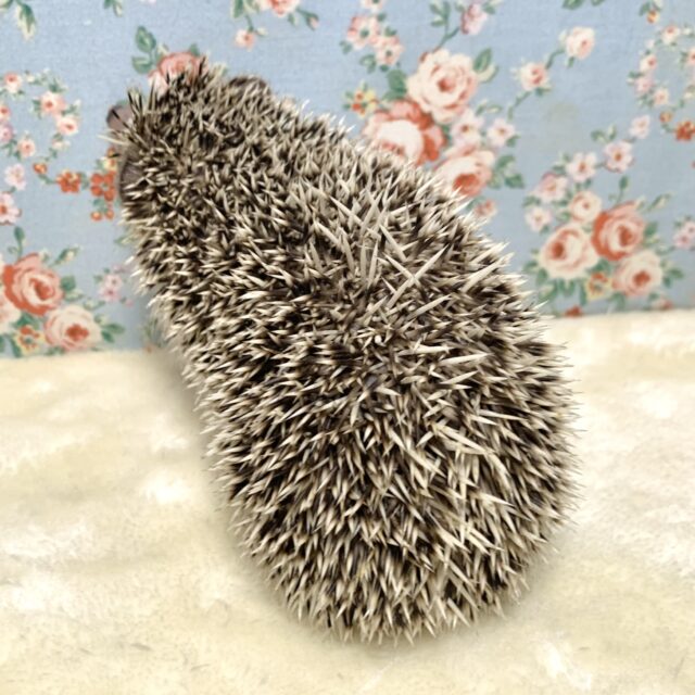 ハリネズミ（ヨツユビハリネズミ）