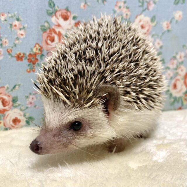 ハリネズミ（ヨツユビハリネズミ）