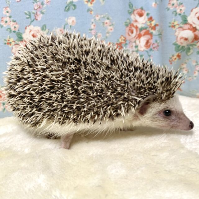 ハリネズミ（ヨツユビハリネズミ）