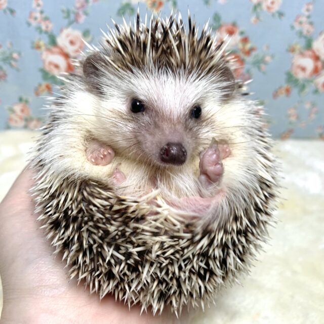 ハリネズミ（ヨツユビハリネズミ）