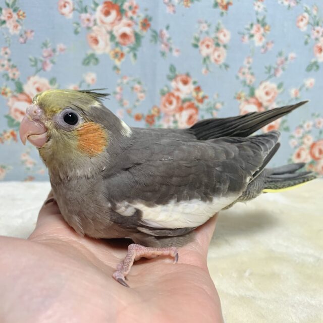 オカメインコ