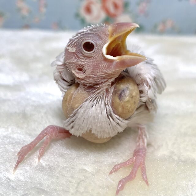 シルバーイノ文鳥 🩶🤎💛 シルバーイノ文鳥