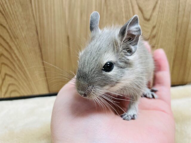 きゅるるん🌟とした瞳が可愛すぎっっ！デグー（ブルー）女の子