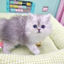 動画あり☆　気品溢れるプリンス猫くん👑👑👑🐈　ミヌエット　シェーデットシルバー　　男の子