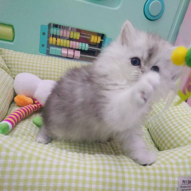 動画あり☆ 気品溢れるプリンス猫くん👑👑👑🐈 ミヌエット シェーデットシルバー 男の子 ミヌエット