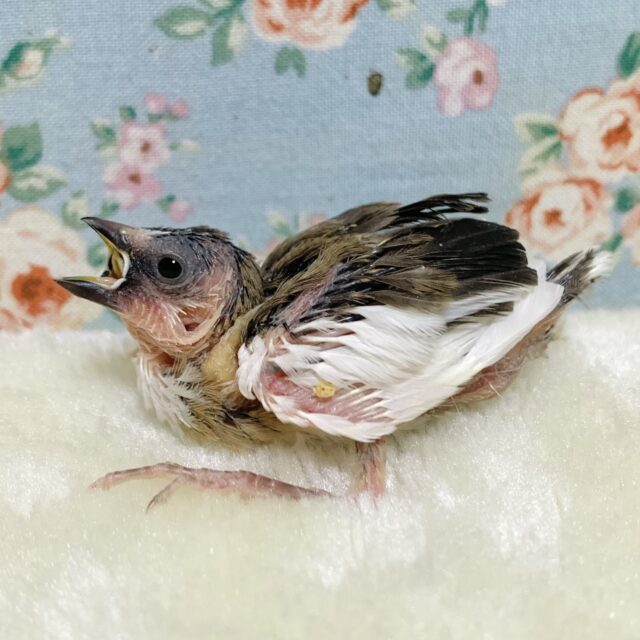 十姉妹（ジュウシマツ）