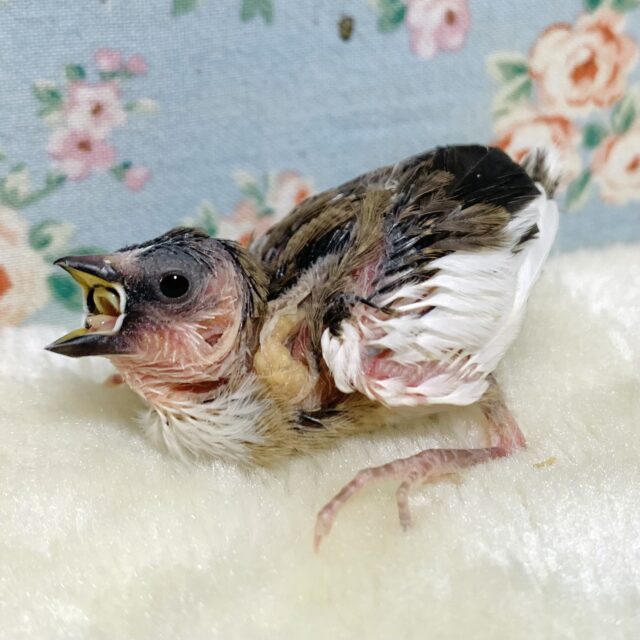 十姉妹（ジュウシマツ）