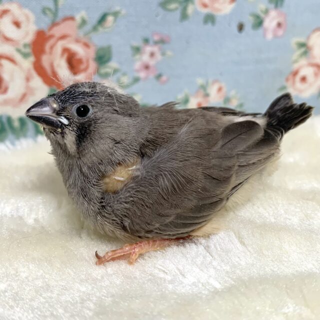 錦花鳥（キンカチョウ）