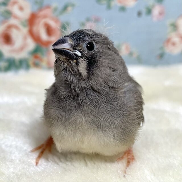 錦花鳥（キンカチョウ）