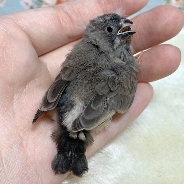 錦花鳥（キンカチョウ）