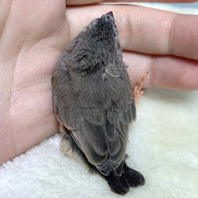 錦花鳥（キンカチョウ）