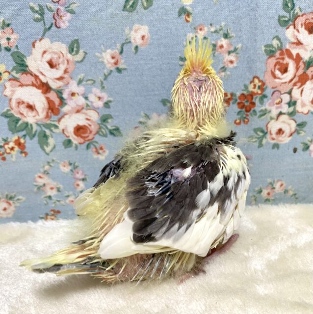 オカメインコ パイド 🐥🐦♪ オカメインコ
