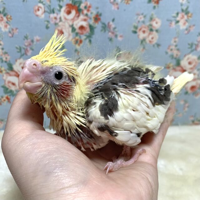 オカメインコ