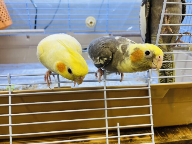 オカメインコ