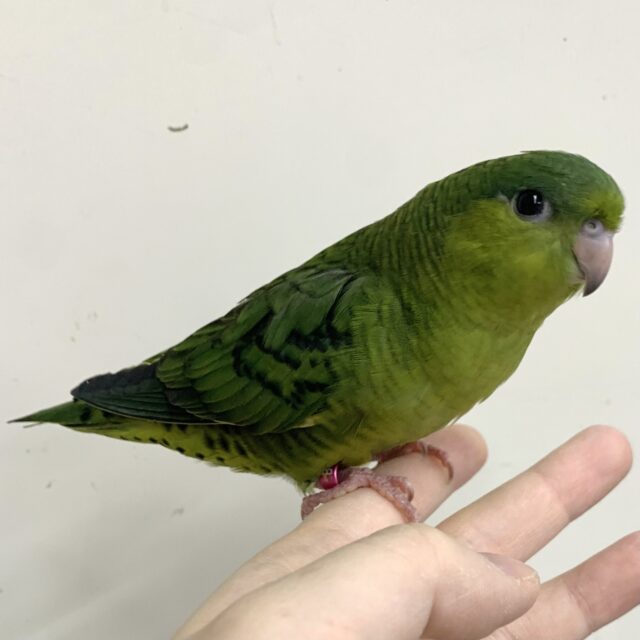 サザナミインコ