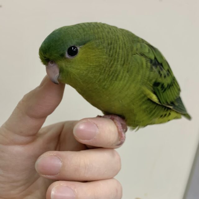 サザナミインコ