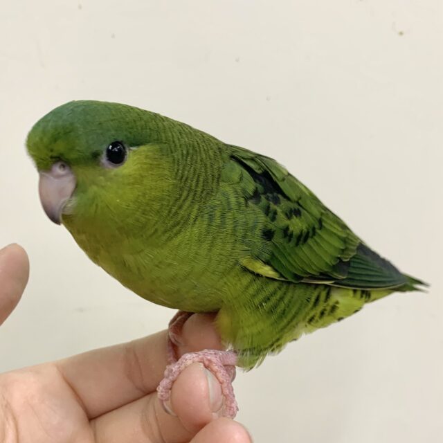 サザナミインコ