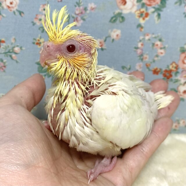 オカメインコ