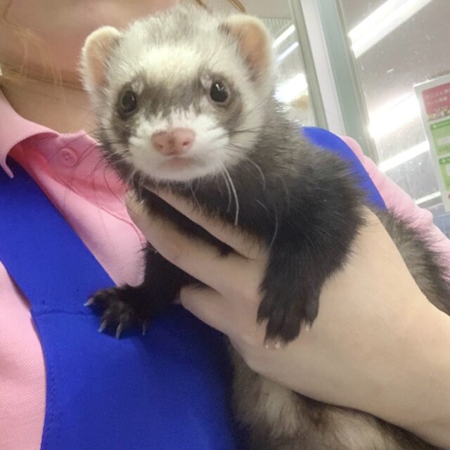 フェレット