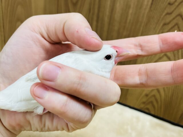 白文鳥