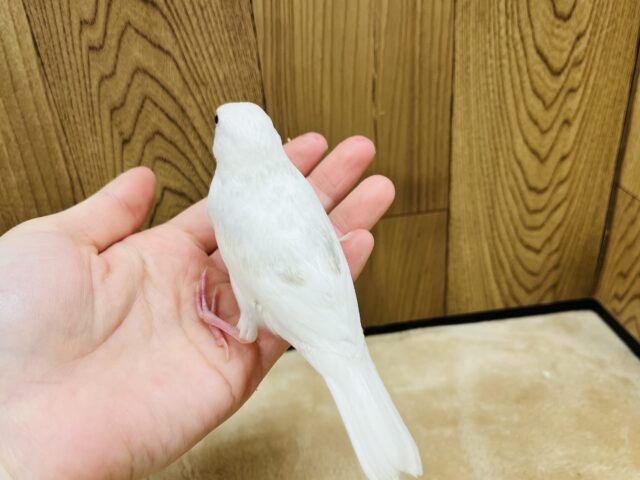 白文鳥