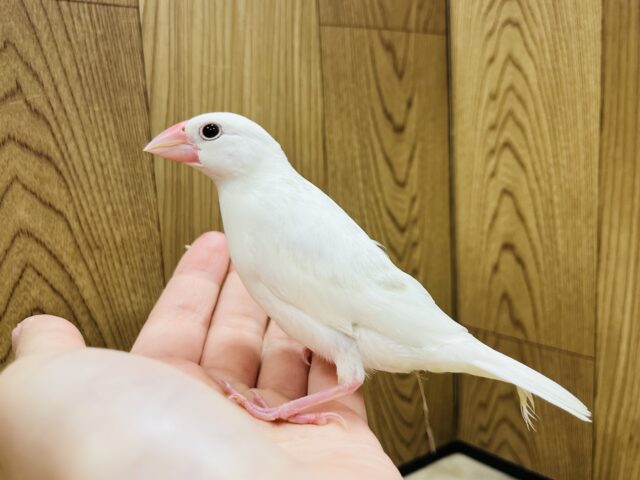 白文鳥