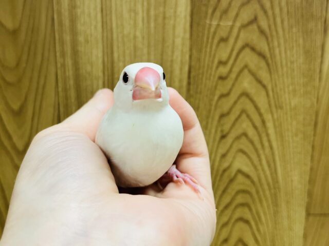 白文鳥