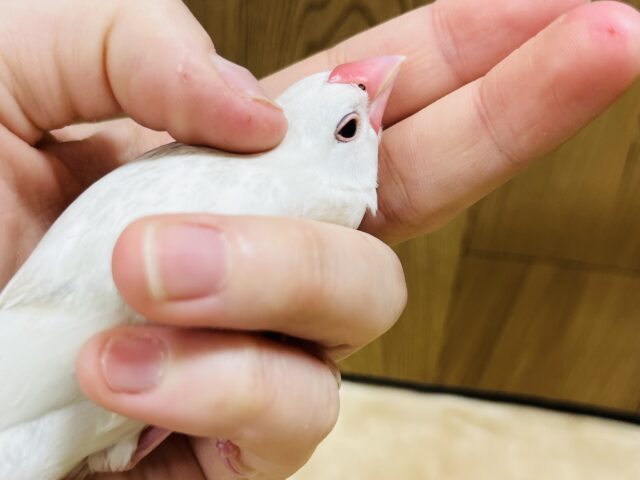 白文鳥