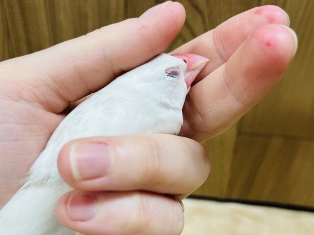 白文鳥