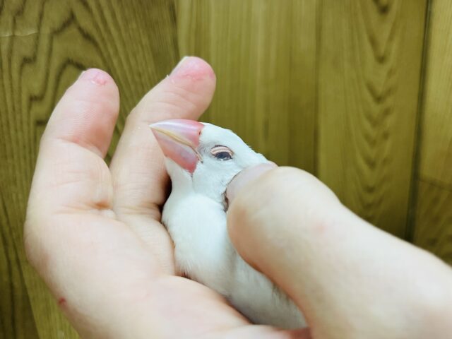 白文鳥