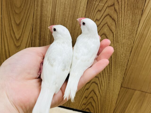 白文鳥