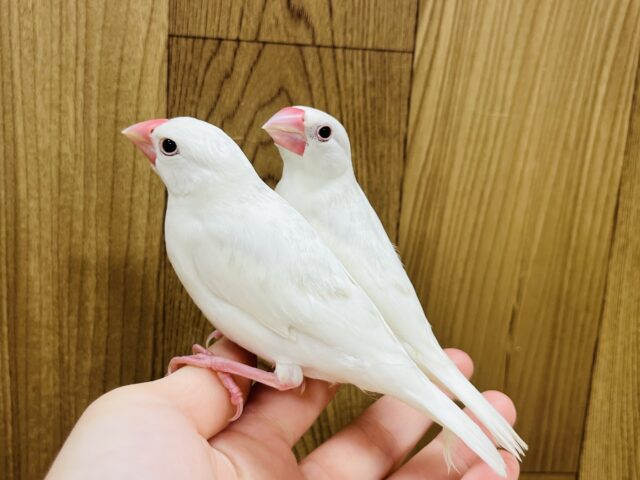 白文鳥