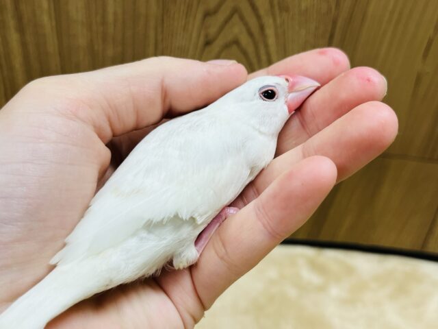 白文鳥