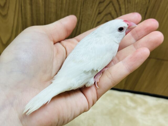 白文鳥