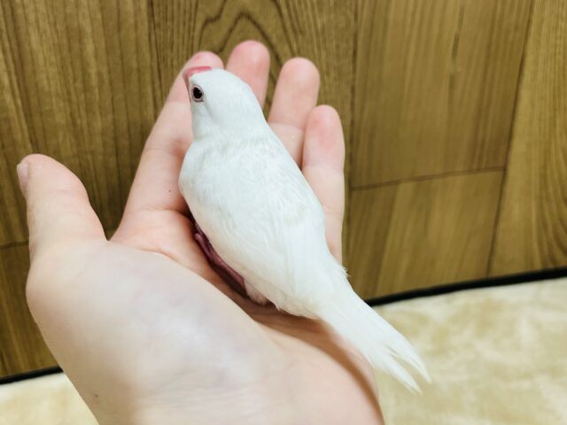 白文鳥