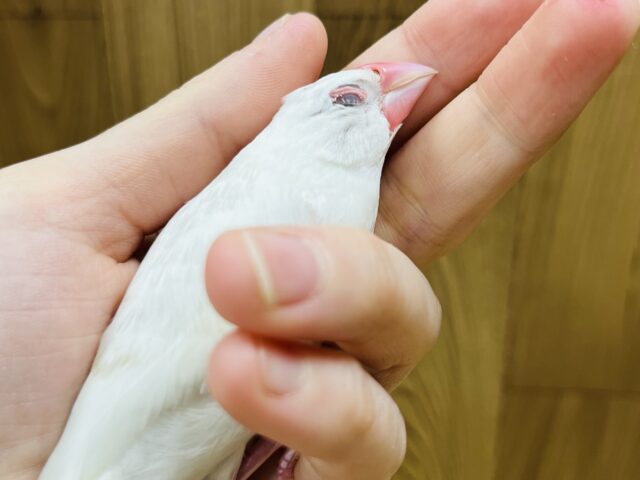 白文鳥