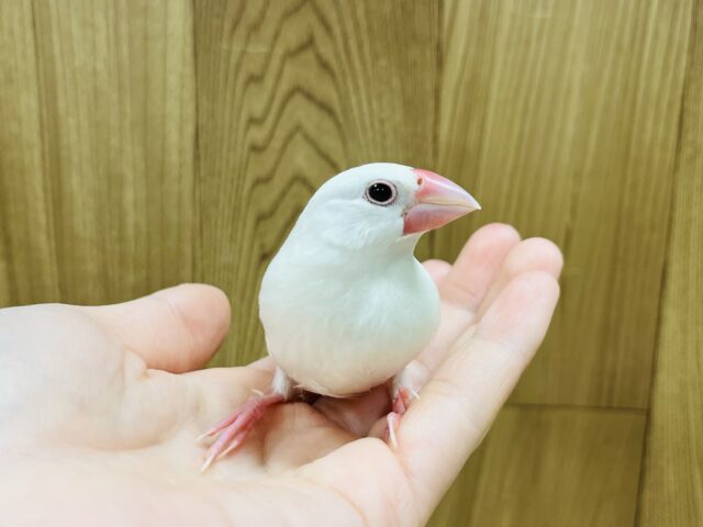 白文鳥