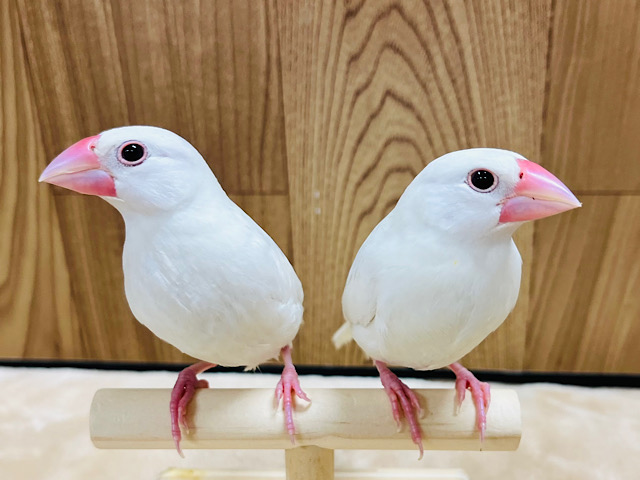 【動画更新🪄】ツンデレ具合にハマります♡白文鳥