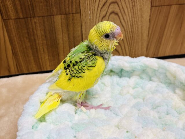 セキセイインコ