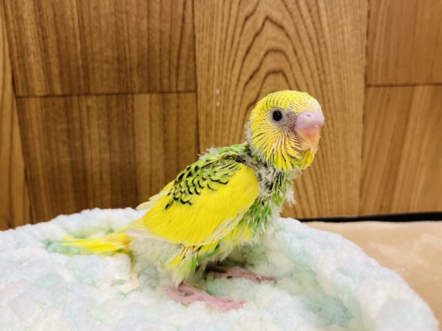 セキセイインコ