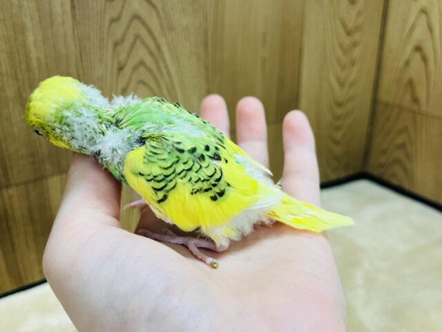 セキセイインコ